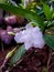 Double-Flowered Crepe Jasmine, East Indian Rosebay