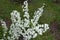 Double flowered cultivar of Spiraea prunifolia