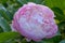 Double-flowered pink Peony