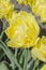 Double flowered yellow tulip