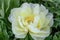 Double-flowered yellowish white Peony