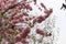 Double flowering Almond blooms from below into the sky