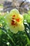 Double Flowering Daffodil