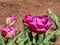 Double flowering tulip (Tulipa) \\\'Blue Diamond\\\' displaying impressive, large deep violet petals bloomin