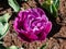 Double flowering tulip (Tulipa) \\\'Blue Diamond\\\' displaying impressive, large deep violet petals bloomin