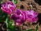 Double flowering tulip (Tulipa) \\\'Blue Diamond\\\' displaying impressive, large deep violet petals bloomin