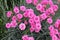 Double flowers of cottage pink plants Dianthus plumarius in garden