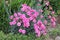 Double flowers of cottage pink plants Dianthus plumarius in garden