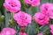 Double flowers of cottage pink plants Dianthus plumarius in garden