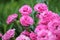 Double flowers of cottage pink plants Dianthus plumarius in garden