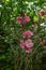 Double flowers of pink oleander are blooming against the background of fruit-green trees in the Summer garden