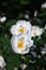 A double flowers of white briar dog rose in a garden on a sunny morning