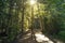 Double Forest at sunrise with the sun rising behind a tree. National Park of Orexposure of Bitcoin photos and stock market charts.