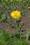 Double fringed bright yellow flower of tulip