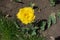 Double fringed bright yellow tulip from above