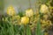 Double fringed yellow tulip Beauty of Apeldoorn