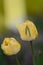Double fringed yellow tulip Beauty of Apeldoorn