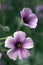 Double geranium flower