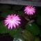 double glow blooming lotus at night shoot