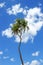 Double-headed coconut tree on Tongatapu island in Tonga