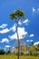 Double-headed coconut tree on Tongatapu island in Tonga