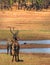 Double Headed Waterbuck in Lake Kariba