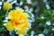 Double Hibiscus flower blossom