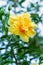 Double Hibiscus flower blossom