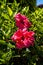 Double Hibiscus Flowers in Funchal Madeira