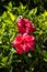 Double Hibiscus Flowers in Funchal Madeira