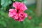 Double Hibiscus large pink flower