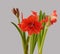 Double hippeastrum (amaryllis