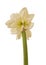 Double hippeastrum (amaryllis) \\\