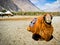 The double hump Bactrian camels