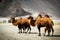 The double hump Bactrian camels