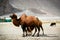 The double hump Bactrian camels