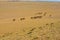 Double Hump Bactrian Camels Gobi Desert High Angle