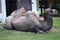 A double hump camel laying on floor