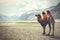 Double hump camel setting off on its journey in the desert in Nubra Valley, Ladakh, India