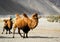 The double hump camels