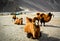 The double hump camels at Nubra valley