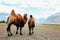 Double hump camels setting off on their journey in the desert in Nubra Valley, Ladakh, India