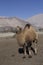 Double-humped camel at Nubra