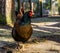 Double laced Barnevelder hen, popular dutch chicken hybrid breed, Chicken that lays brown eggs through out the whole year, bird