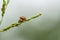 Double ladybugs on grass flower