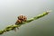 Double ladybugs on grass flower