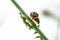 Double ladybugs on grass flower