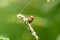 Double ladybugs on grass flower