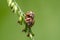 Double ladybugs on grass flower