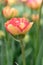 Double Late tulip Tulipa Sundowner red-veined yellow flower